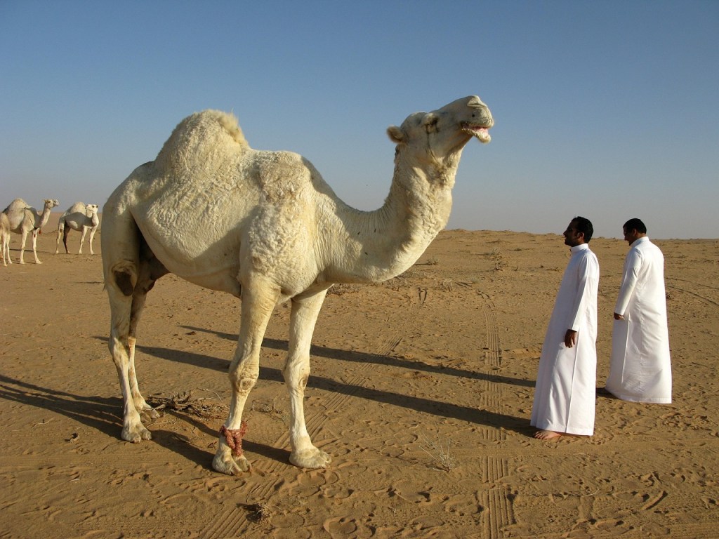 Camels, Saudi Arabia